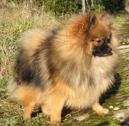 purebred Pomeranian