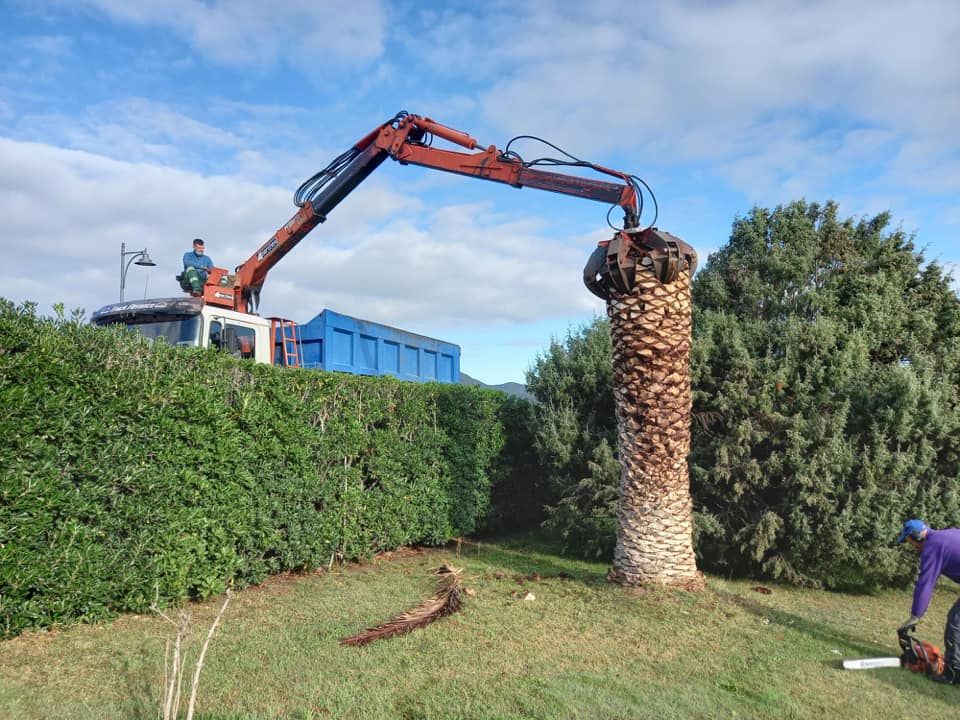 Una gru rimuove il ceppo di una palma con un operaio che usa una motosega nelle vicinanze; cielo azzurro.