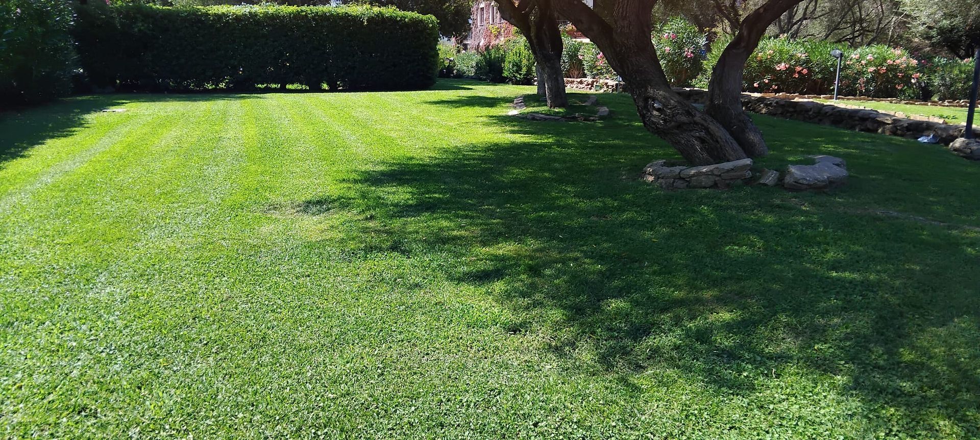 Prato verde con siepi potate e ombre degli alberi.
