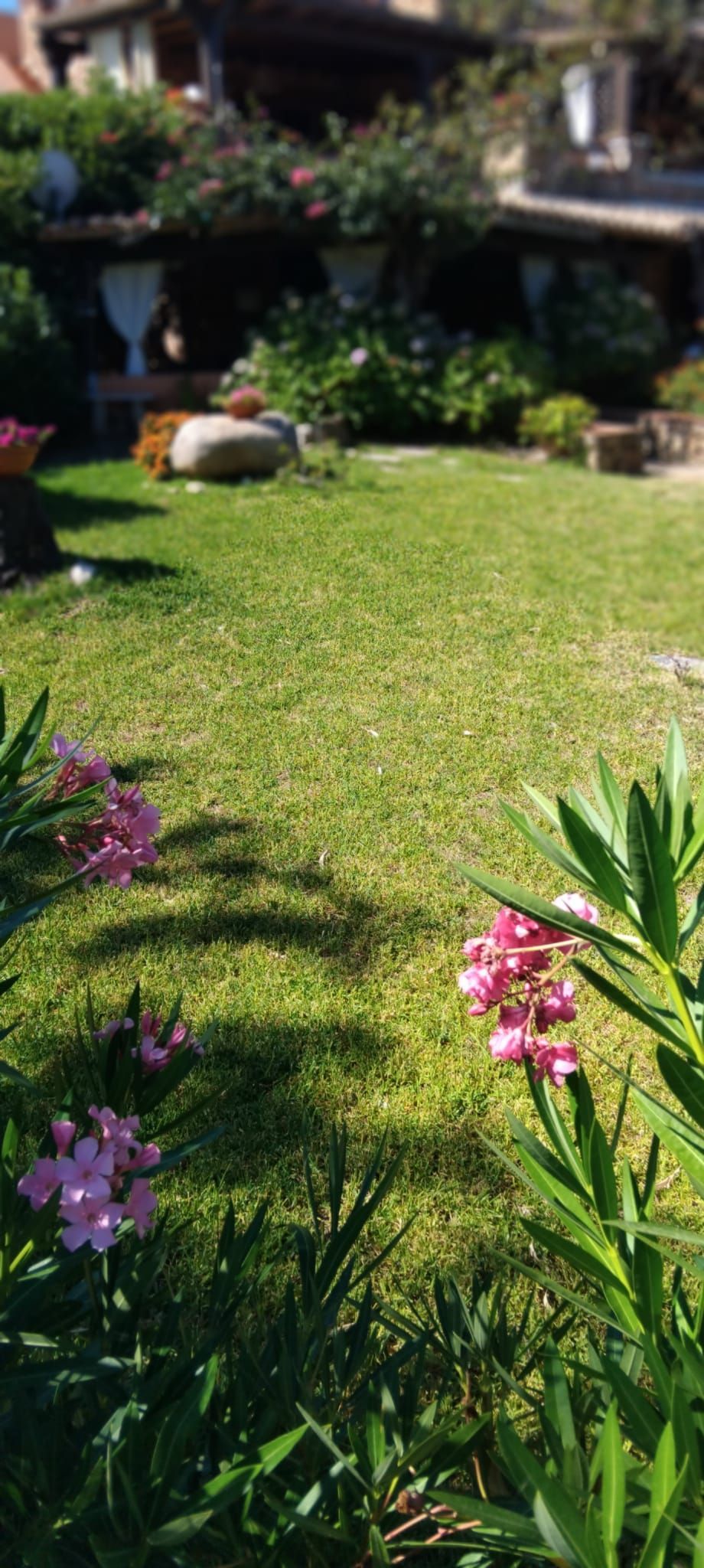 Prato verde con fiori rosa davanti a una casa, giornata di sole.