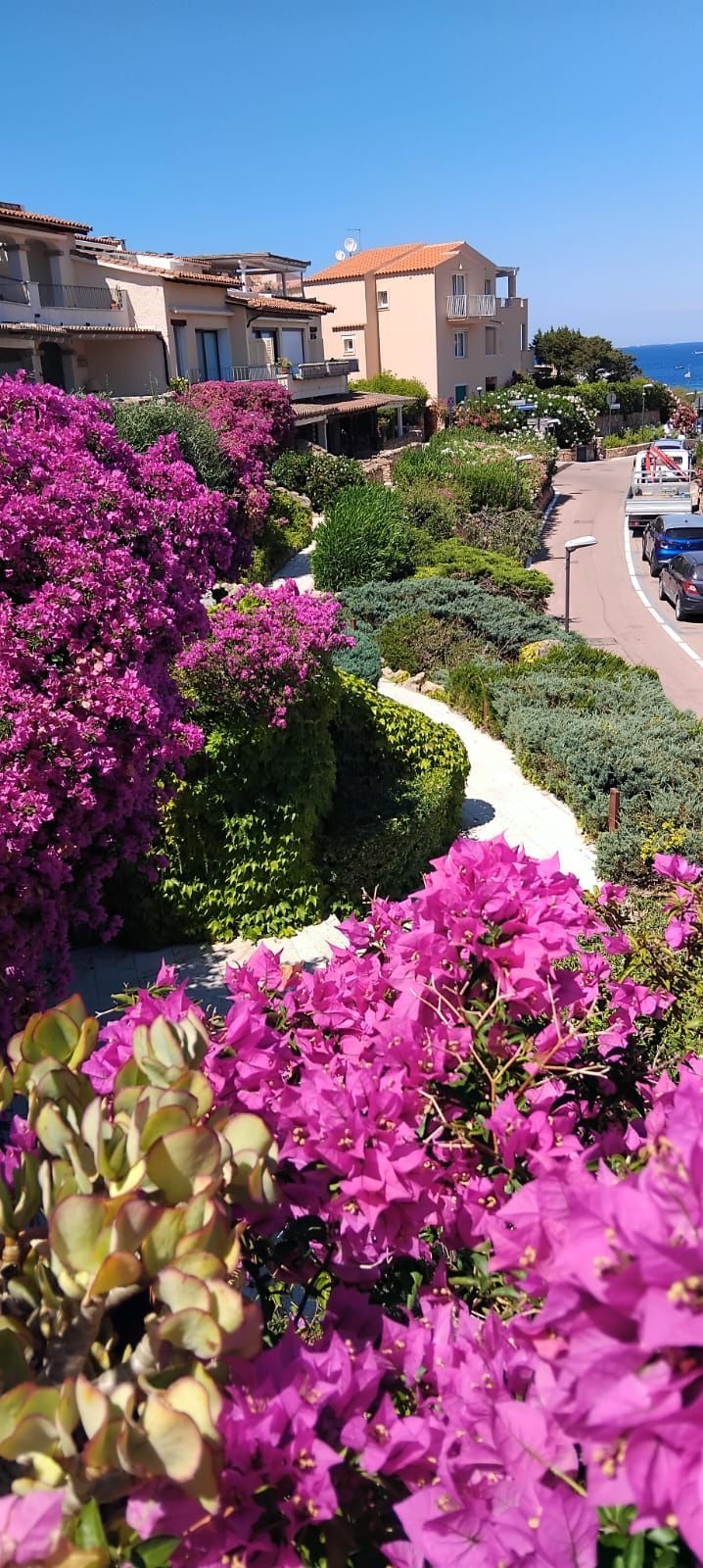 In primo piano fiori di bouganville rosa
