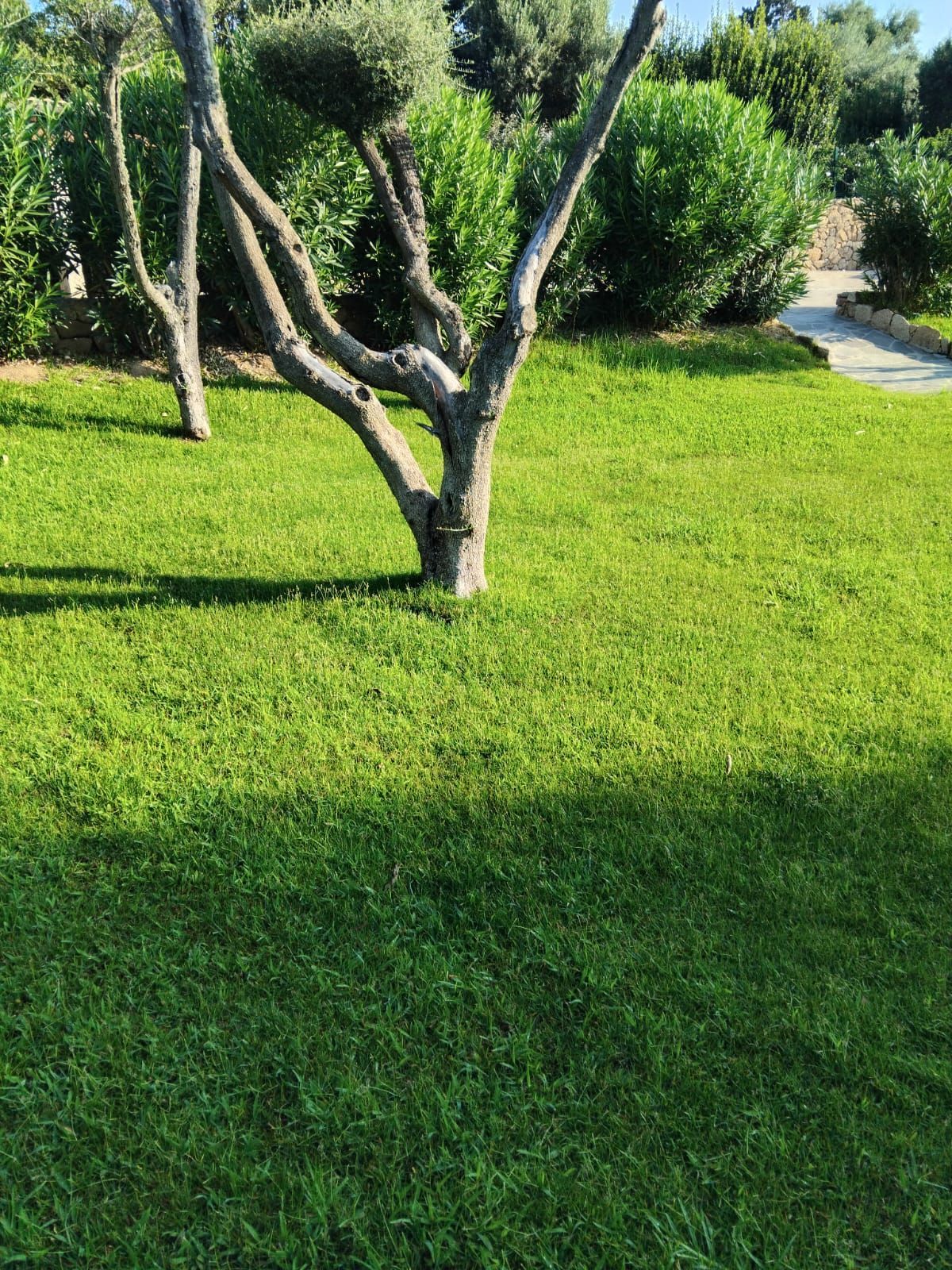 Prato verde con un albero al centro e cespugli sullo sfondo.
