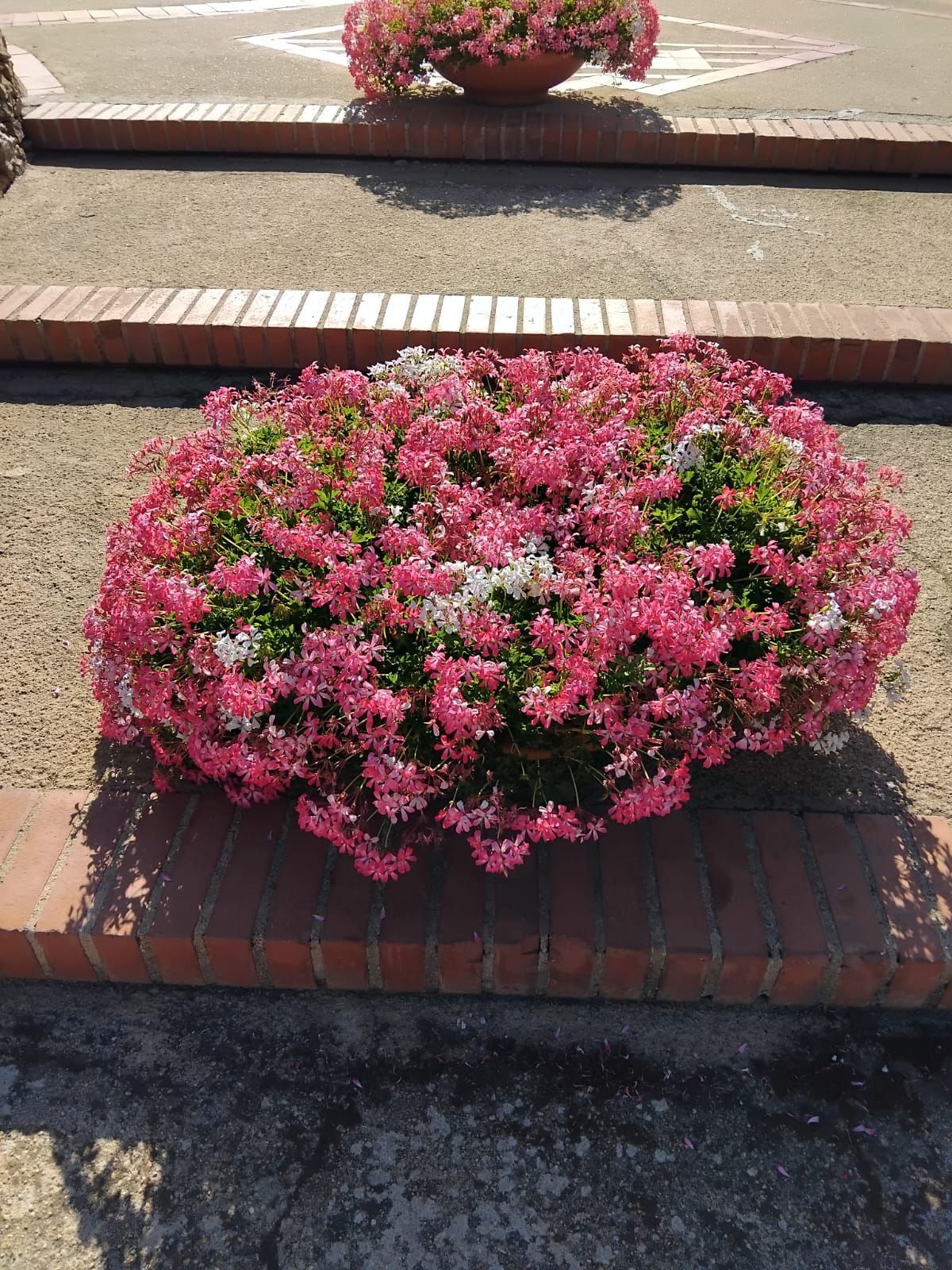 Piante fiorite rosa in una fioriera di mattoni sui gradini.