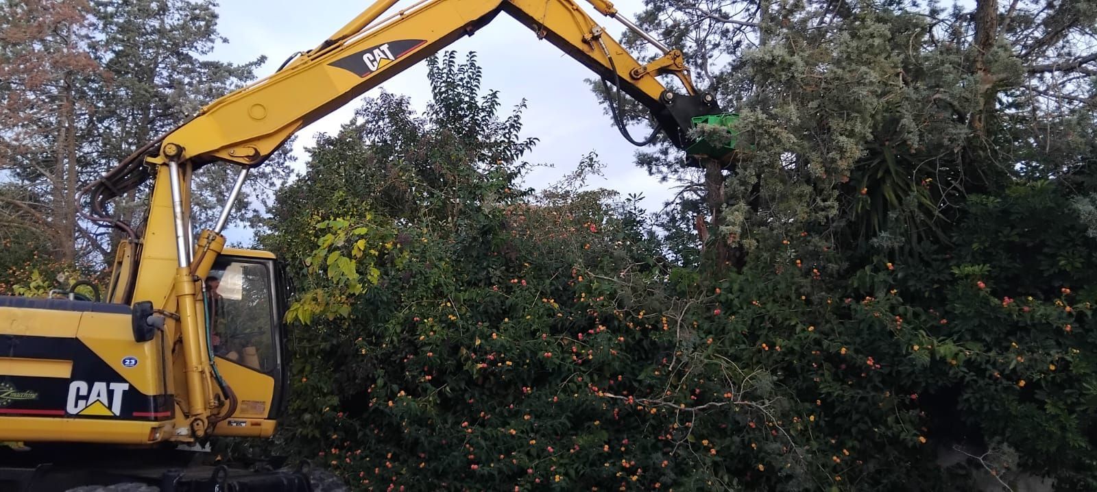 Un escavatore CAT giallo che abbatte un albero.