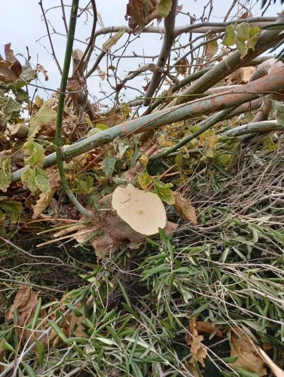Ramo di albero tagliato su un mucchio di altri rami ed erba verde; cielo coperto sullo sfondo.
