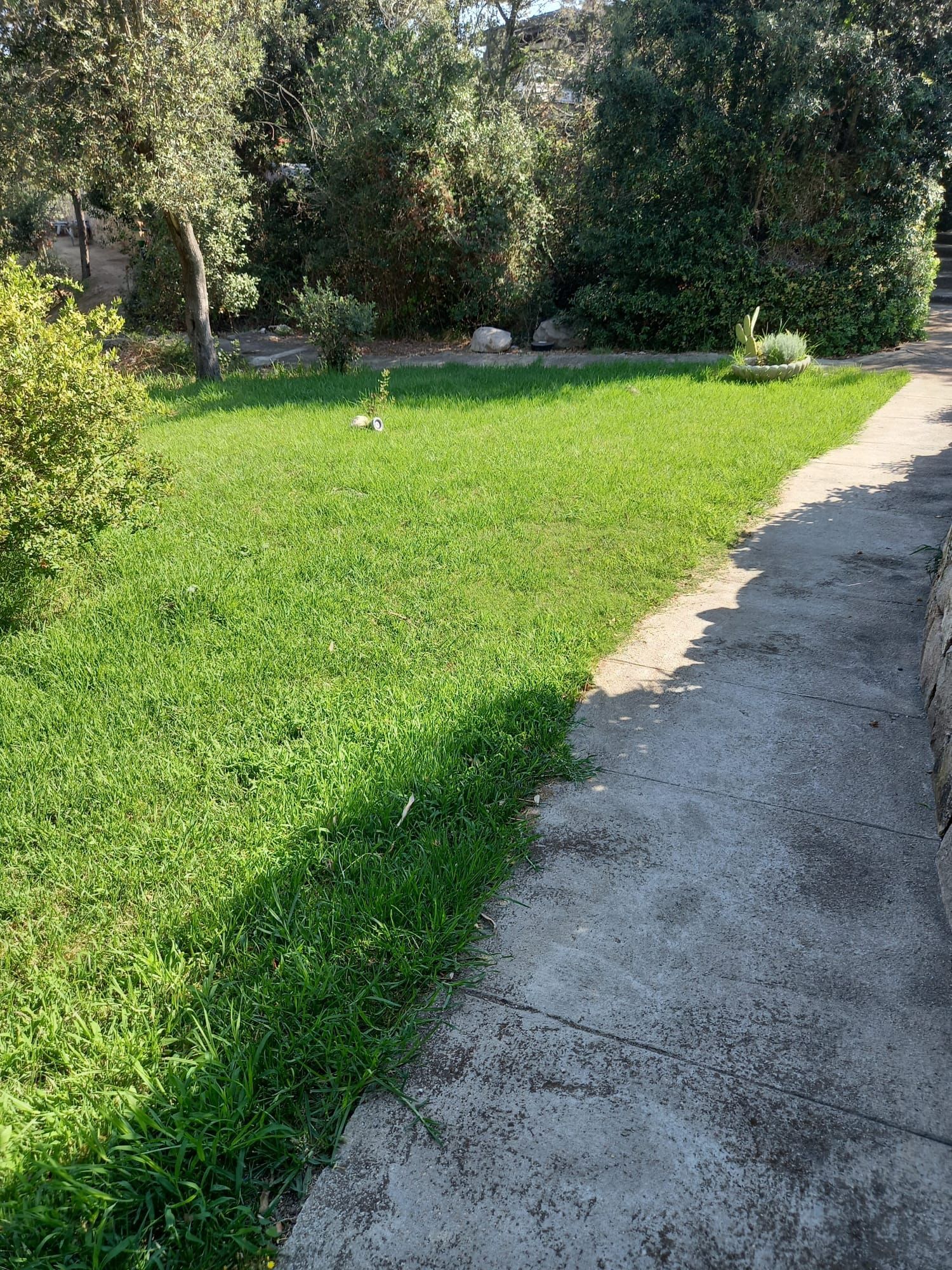 Prato verde accanto a un sentiero in cemento, con alberi e arbusti sullo sfondo illuminati dalla luce del sole.