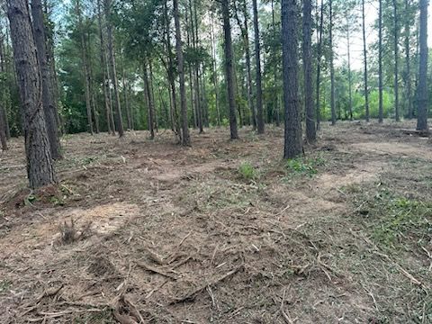 A forest clearing with tall trees and brown ground covered in debris.