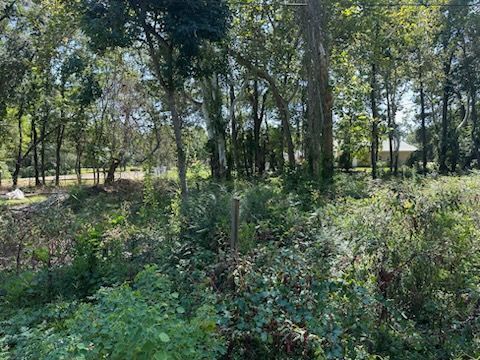Overgrown greenery in a park with trees and a distant building under a bright sky.
