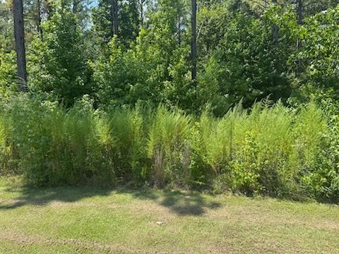 Green plants and tall grass border a grassy lawn, trees in the background.