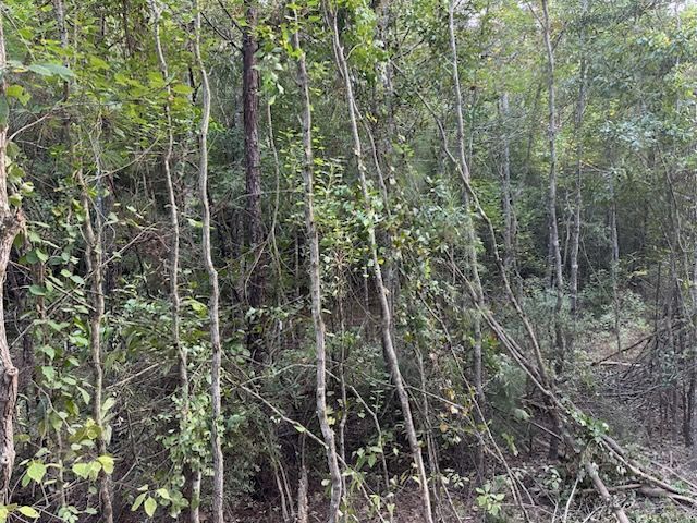 Sloping hillside with slender trees and dense green foliage in a forest setting.