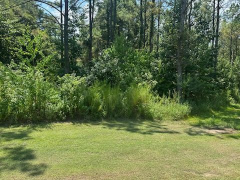 Green grass in foreground, dense brush and trees in background. Sunny day.