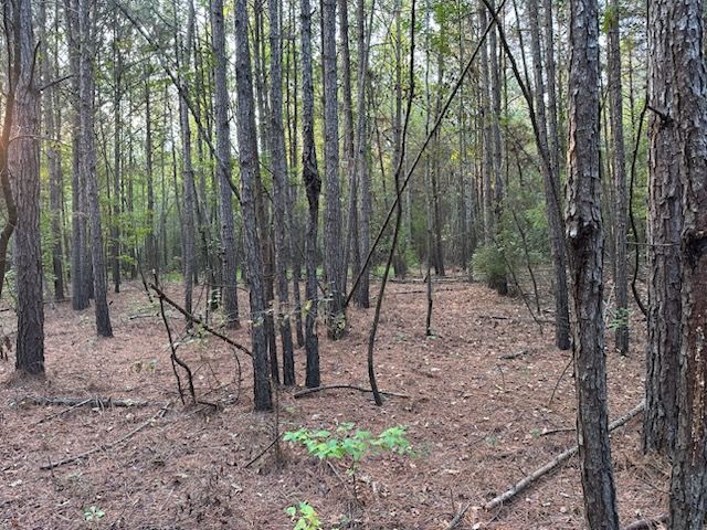 Forest scene: tall, slender trees with brown trunks and a forest floor covered in pine needles.