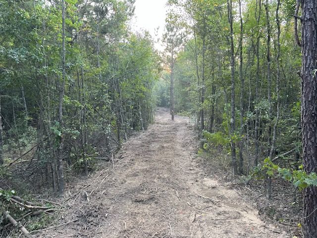 Dirt path cleared through a forest, surrounded by trees.