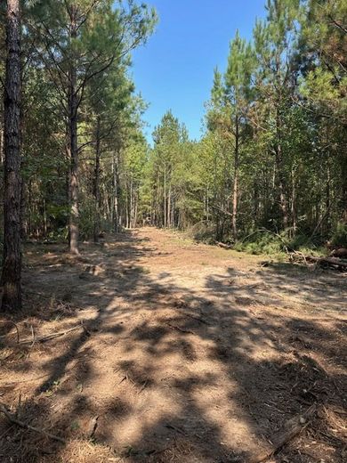 Dirt path cleared through a sunny forest with tall trees and blue sky.