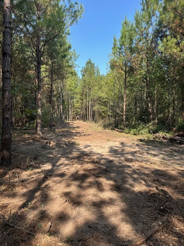 Dirt path cleared through a forest, flanked by tall trees under a bright blue sky.