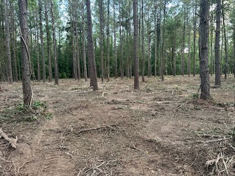 Clearing in a pine forest, with cut trees and exposed ground. Green trees in background.