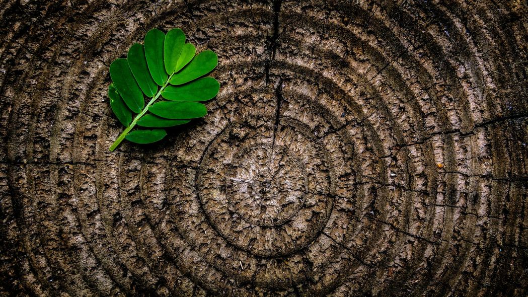 Green leaf on textured brown tree stump.