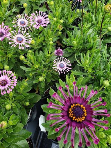 A greenhouse filled with lots of pink and purple flowers