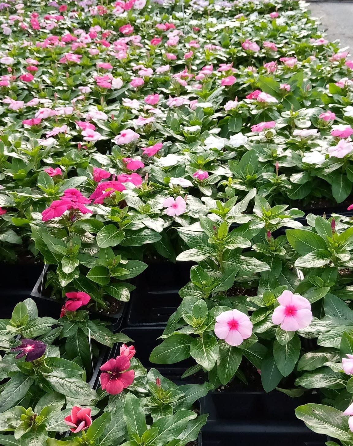 A greenhouse filled with lots of pink and purple flowers