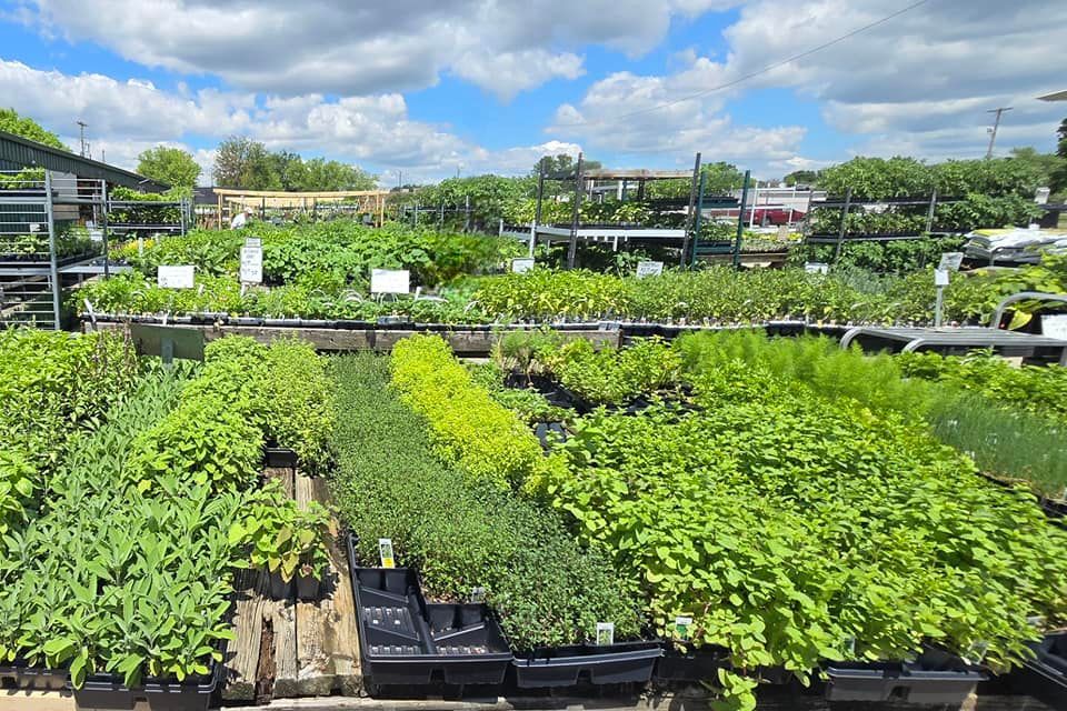 A bunch of tomatoes growing on a vine in a garden.