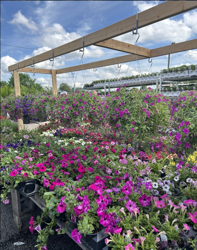 A garden filled with lots of pink and purple flowers