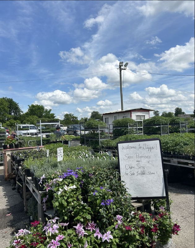 A garden center filled with lots of potted plants and flowers.