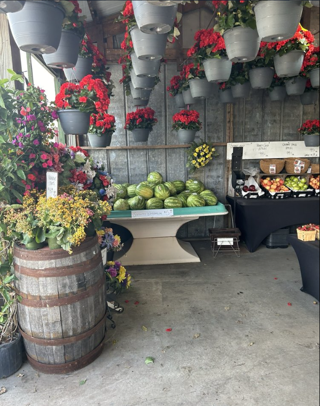 A bunch of potted plants are hanging from the ceiling