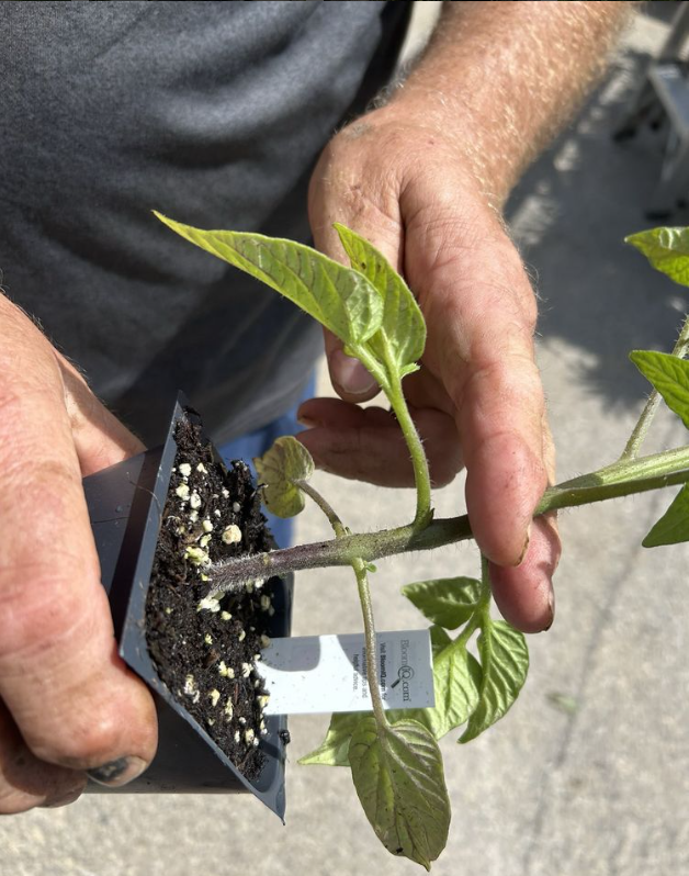 A person is holding a small plant in their hands