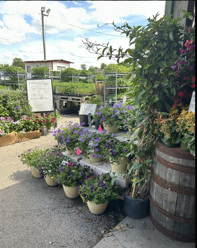 A bunch of potted flowers are sitting on a table next to a barrel.