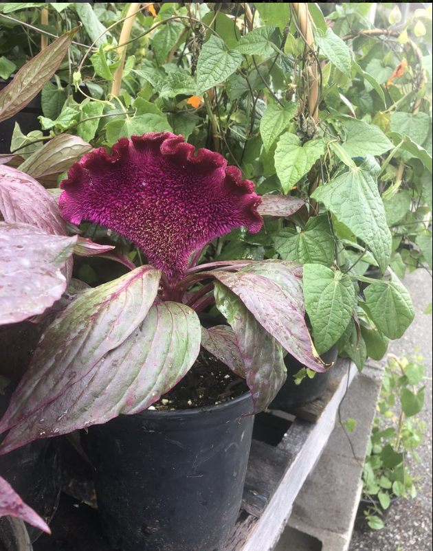 A purple flower is growing in a black pot