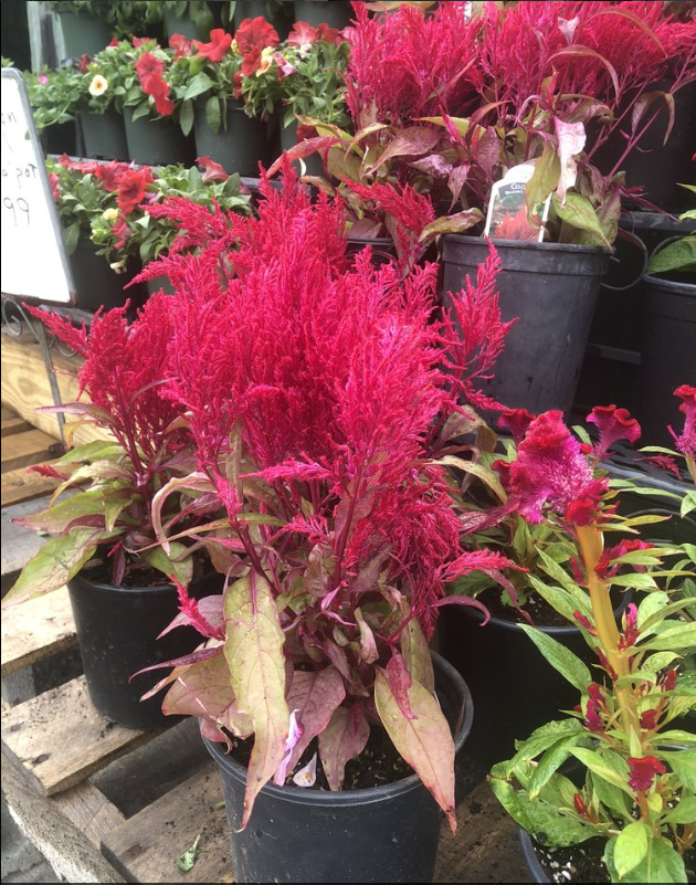 A bunch of potted plants with red flowers on them