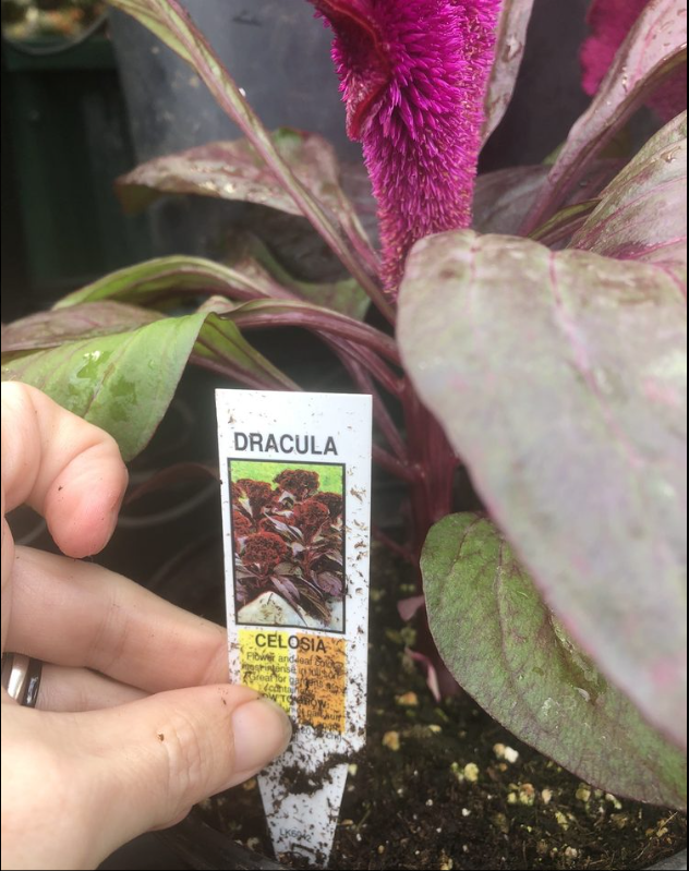 A person is holding a plant label that says dracula