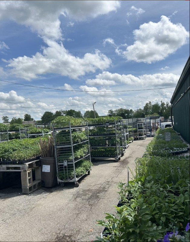 A lot of plants are sitting on carts in a garden center.