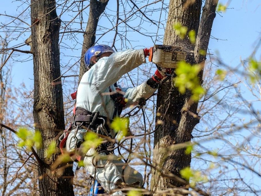 Climber in white gear and blue helmet ascends a tree with a rope, surrounded by spring leaves and bare branches.