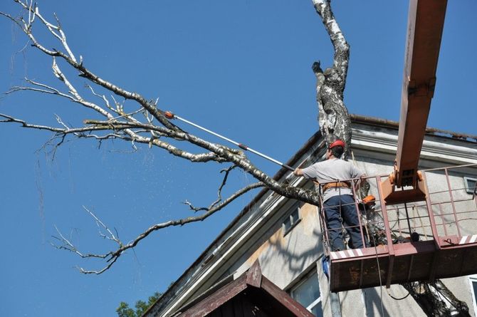 Worker pruning a tree beside a house roof under a clear blue sky
