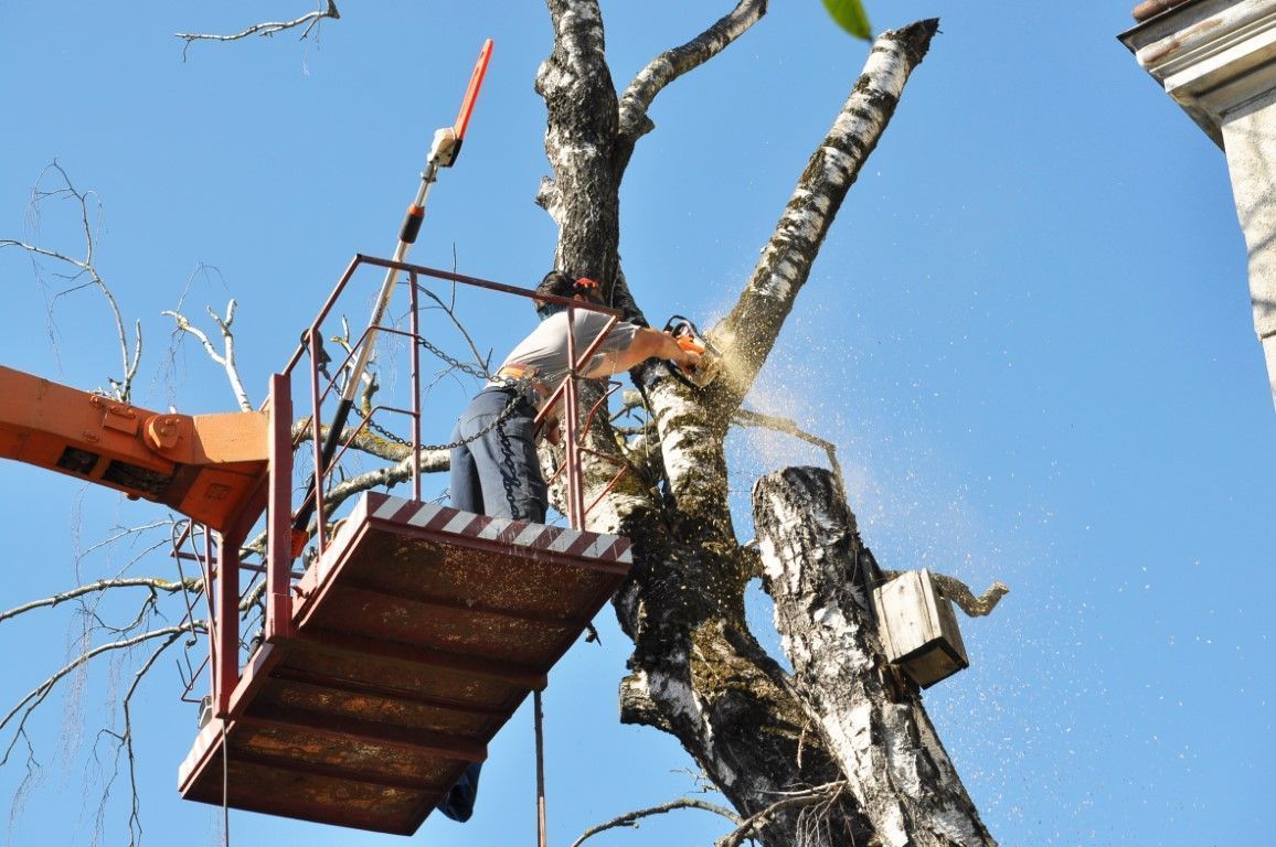 Worker on a suspended platform trimming a tree against a blue sky