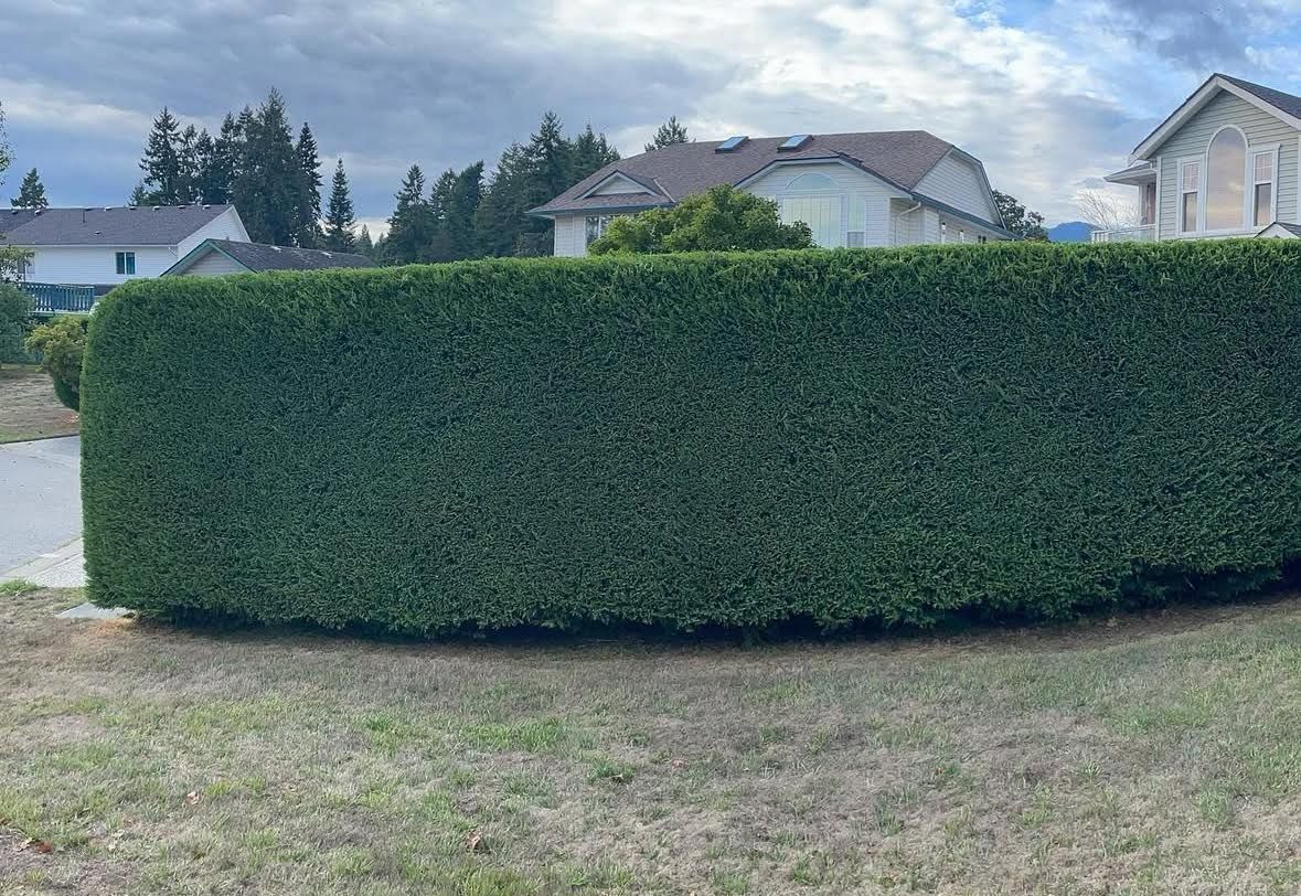 Hedge Trimming