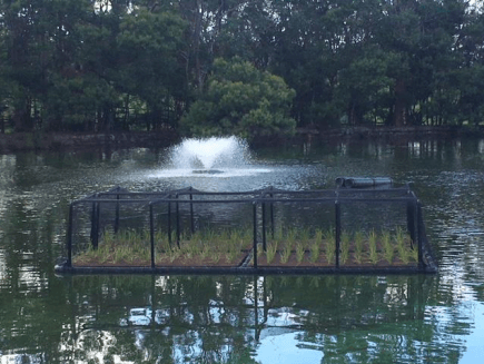 Floating Wetland