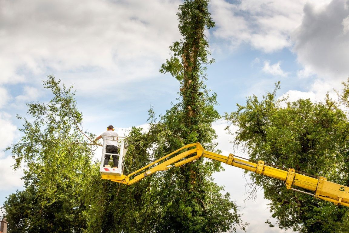 Person in a yellow lift trimming a tall tree against a cloudy sky.