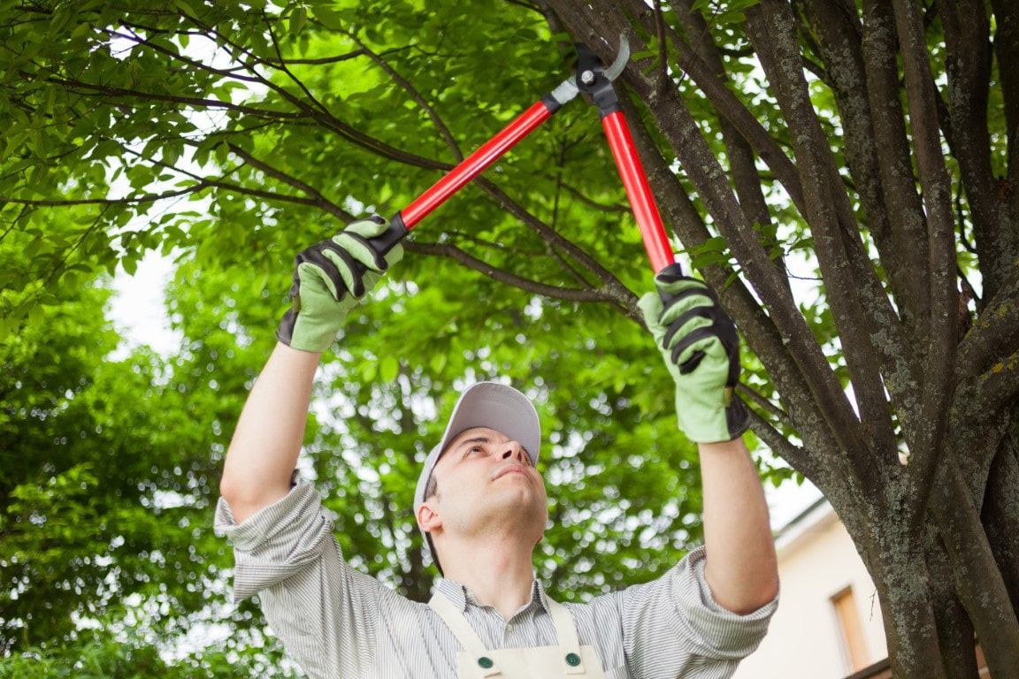 Man in a hat and gloves pruning tree branches with long-handled shears; outdoors, sunny.