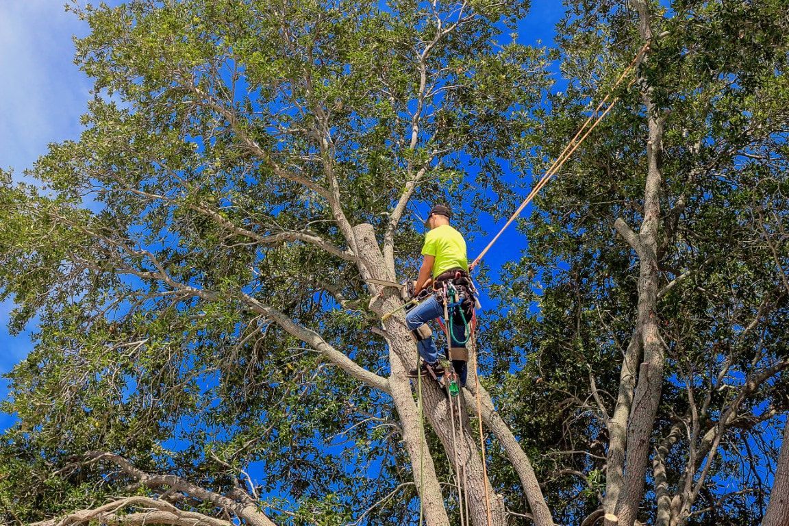 Arborist in a tree, wearing safety gear, trimming branches under a blue sky.