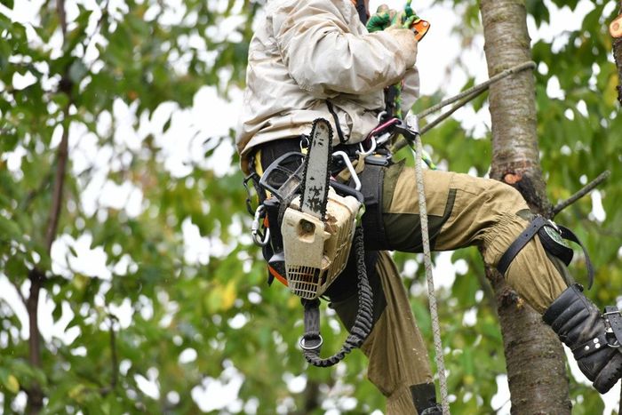 Arborist in a tree, wearing safety gear and holding a chainsaw. Green foliage in background.