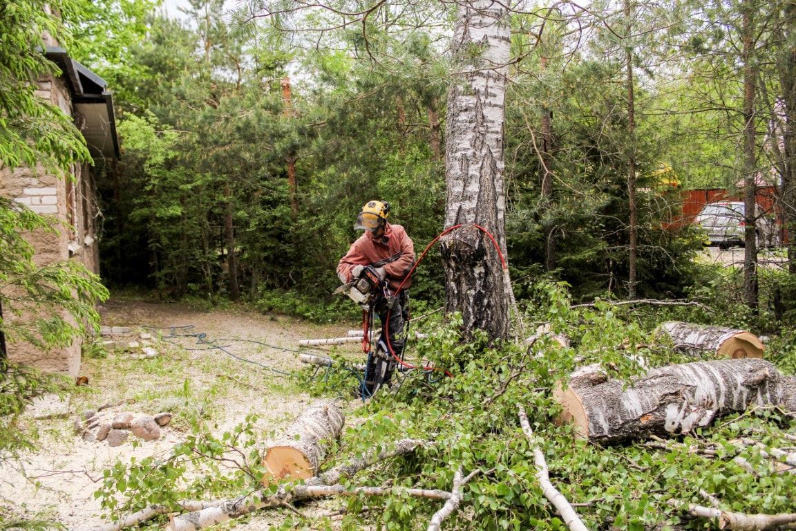A person in safety gear cutting a birch tree with a chainsaw; wood debris on the ground.