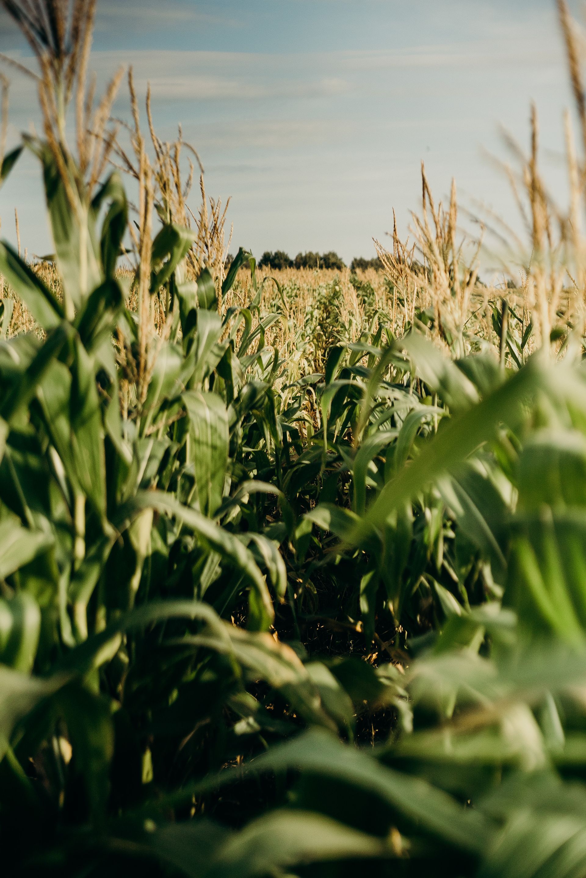 Cornfield under a clear blue sky, with green stalks in the foreground and horizon beyond