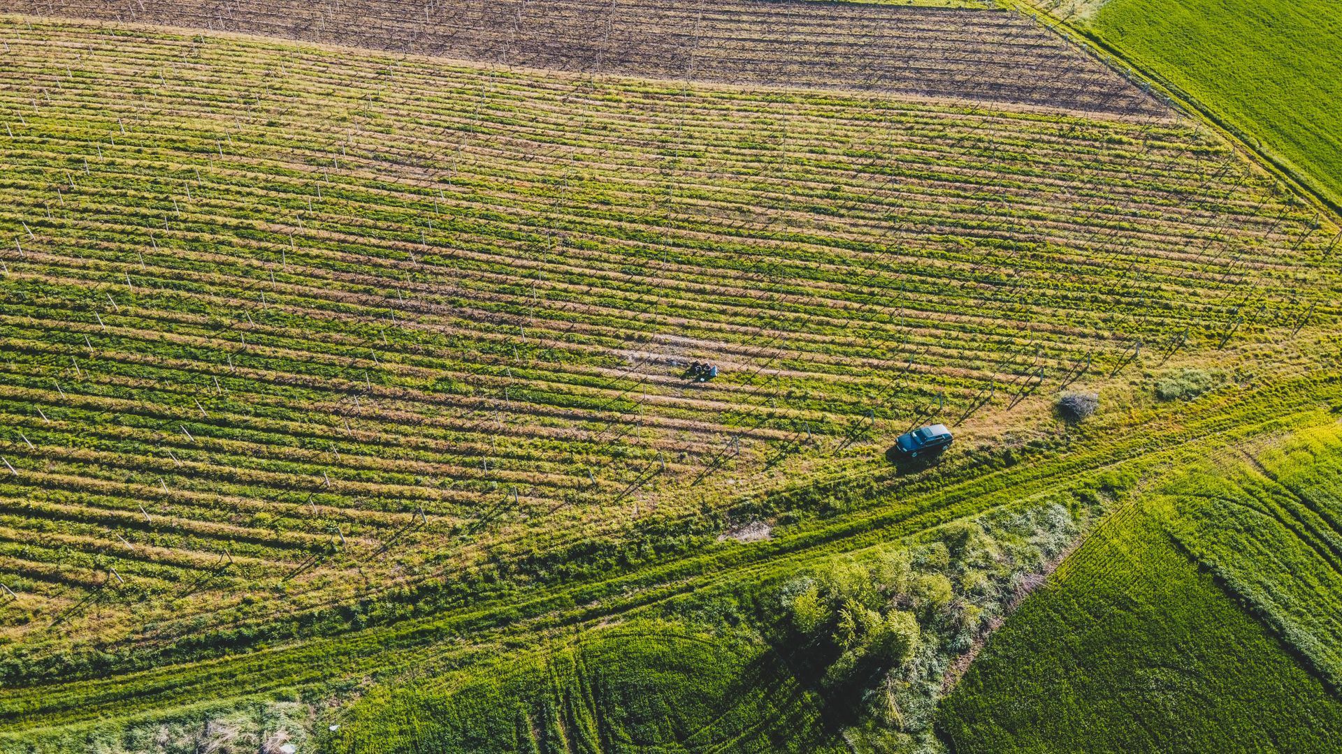 Aerial view of a green agricultural field with two small vehicles near a dirt track.