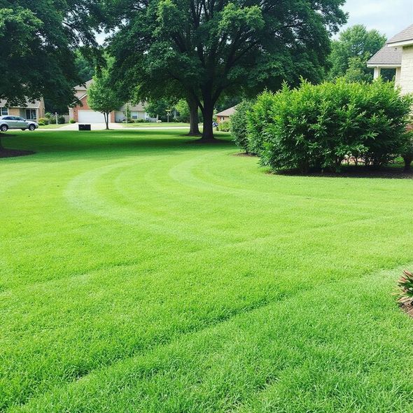 Well-manicured green lawn with curved mowing pattern, trees, and houses in the background.