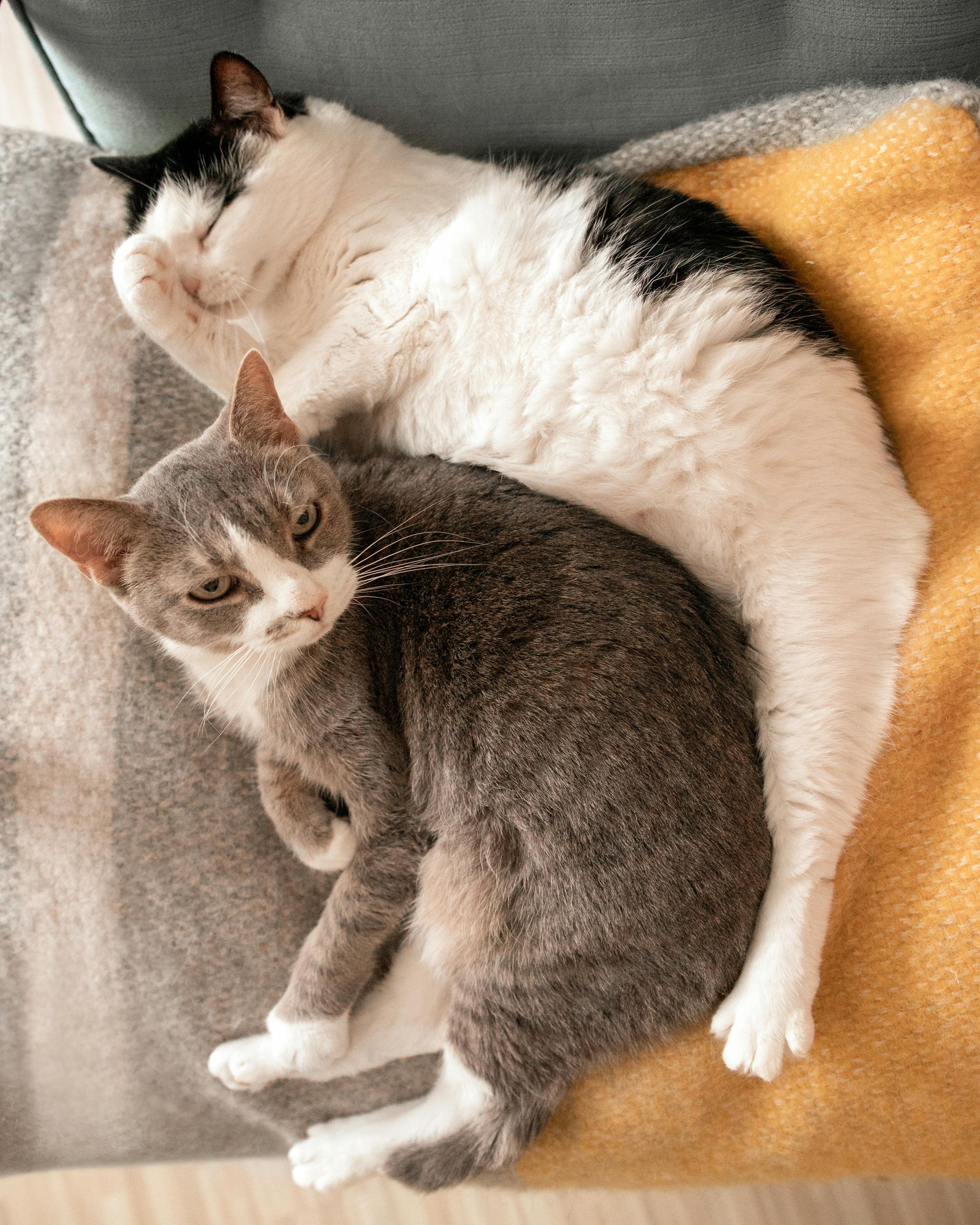 I WATCH PETS - Pet Sitting, Pet Walking, Pet Services