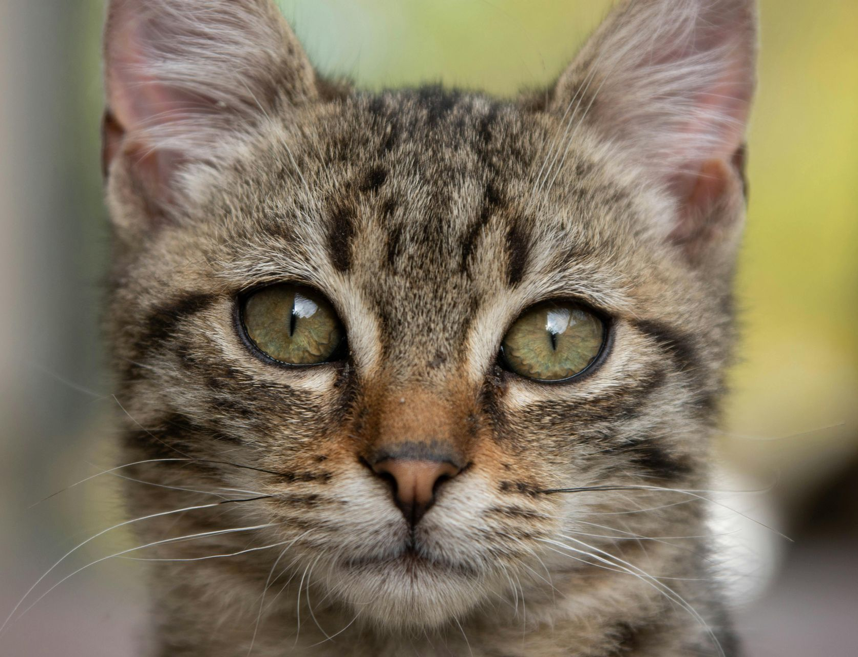 I WATCH PETS - Pet Sitting, Pet Walking, Pet Services