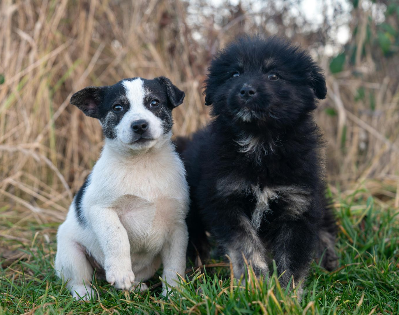 I WATCH PETS - Pet Sitting, Pet Walking, Pet Services