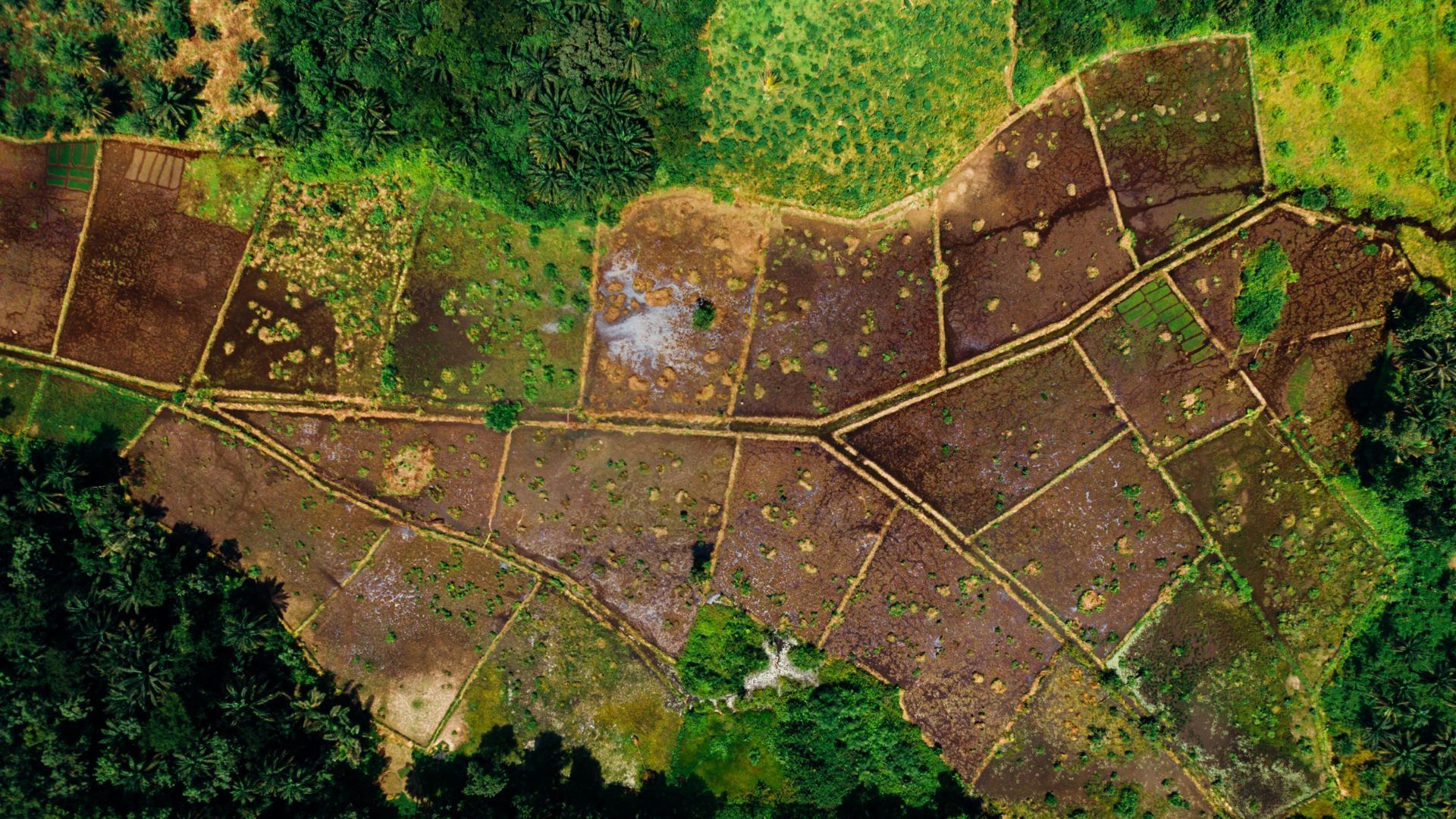 An aerial view of a lush green forest with a plane flying overhead.